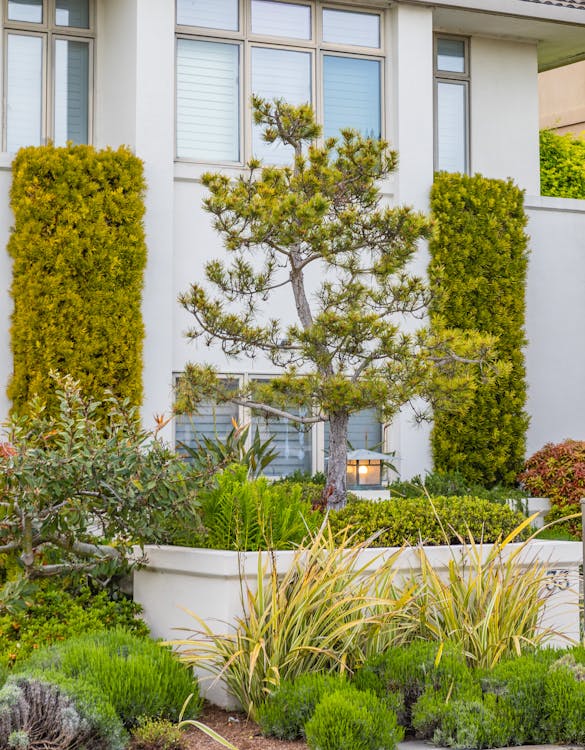 Garden with green plants and shrubs near a modern white house exterior